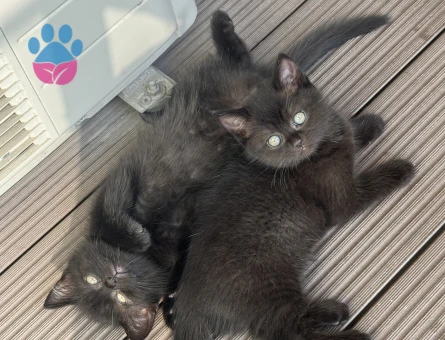 2 aylık Cins kedi sahiplendirme