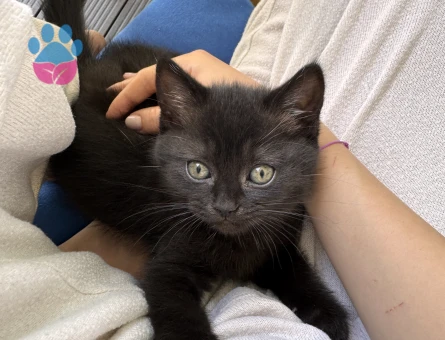 2 aylık Cins kedi sahiplendirme