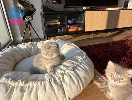 2 aylık Cins kedi sahiplendirme