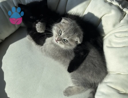2 aylık Cins kedi sahiplendirme