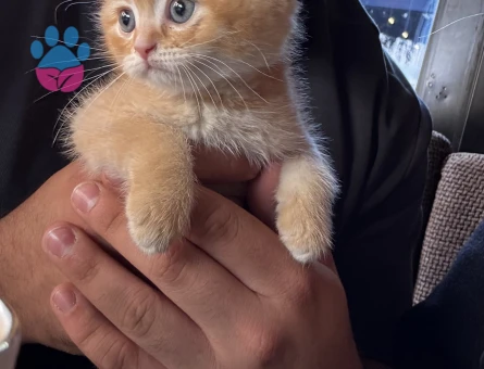 British Shorthair Sarı Yavru