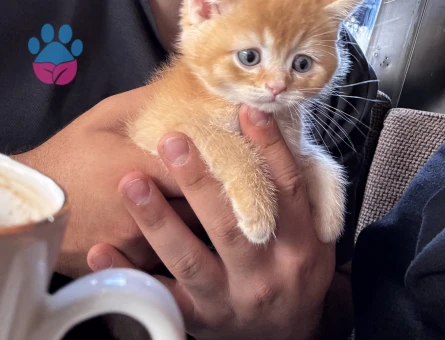British Shorthair Sarı Yavru