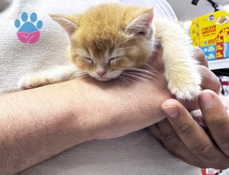 British Shorthair Sarı Yavru