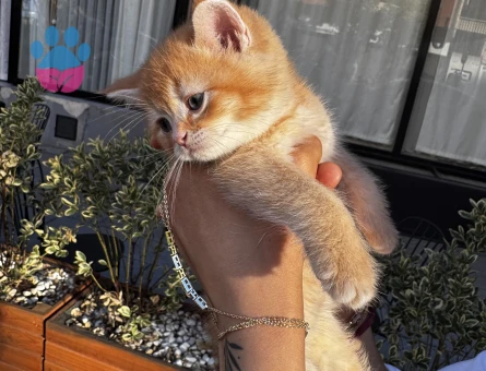 British Shorthair Sarı Yavru