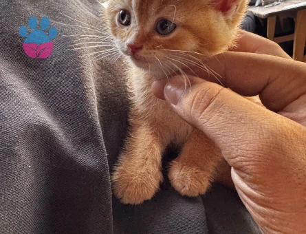 British Shorthair Sarı Yavru