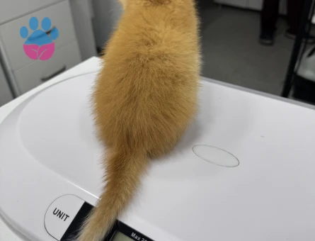 British Shorthair Sarı Yavru
