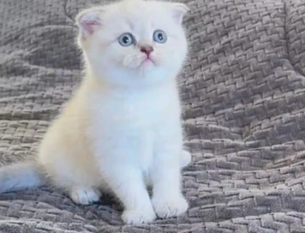 Scottish Fold Mavi gözlü çok tatlı - 4677