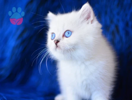 Scottish Fold Mavi gözlü çok tatlı