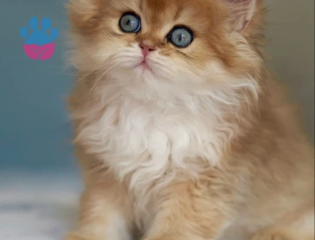 British Longhair Erkek 2 Aylık Yavrumuz