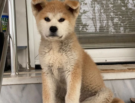 Japon Akita Bebekler - 5321