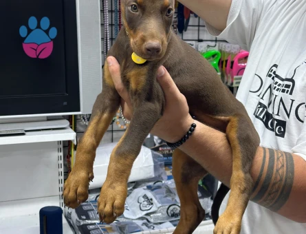 Doberman Yavrularımız 2 Aylıklar - 5323