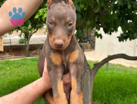Doberman Yavrularımız 2 Aylıklar