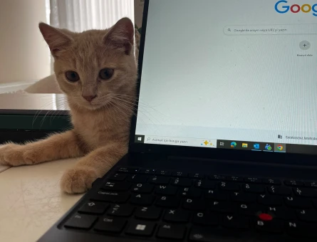 Yavru Erkek Kedi Ücretsiz Sahiplendirme - 5324