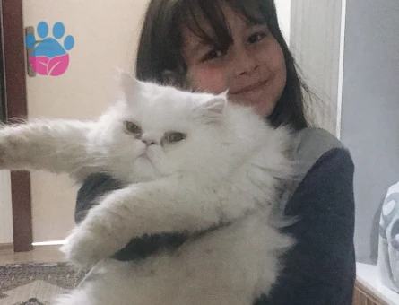 Cins kendimize sahip arıyorm 1 Yaşında - 5325
