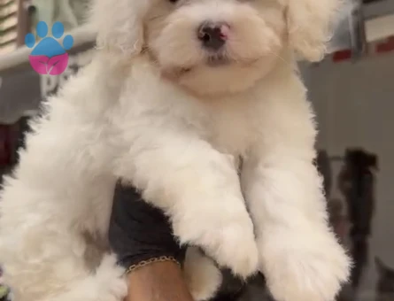 Maltese Terrier 2 Aylık Bebek Yavrular - 5326