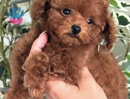Mini toy pooodle bebekler