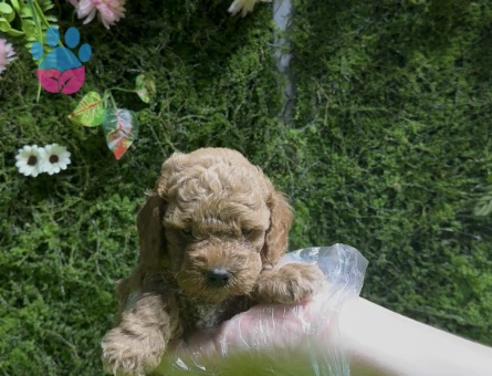 Red renk Toy poodle bebekler