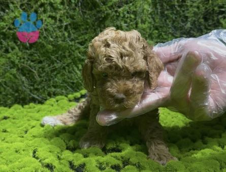 Red renk Toy poodle bebekler - 5331
