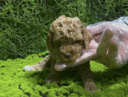 Red renk Toy poodle bebekler - 5331