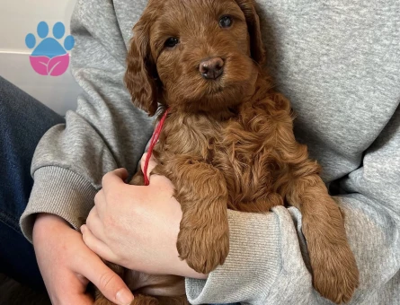 SAFKAN KIZIL MALTİPOO YAVRULARI