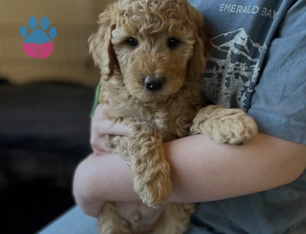 SAFKAN TOY POODLE BEBEKLERİM - 5333