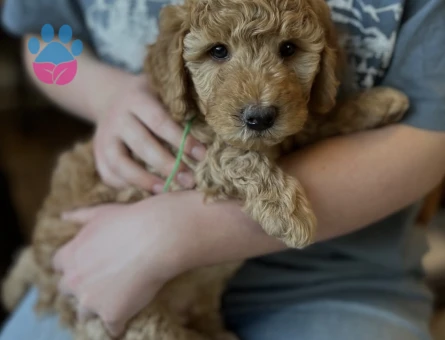 SAFKAN TOY POODLE BEBEKLERİM