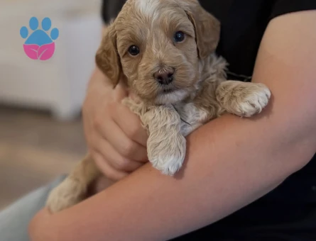 KORE KAN MALTİPOO BEBEKELER