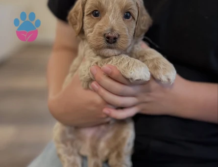 KORE KAN MALTİPOO BEBEKELER - 5335