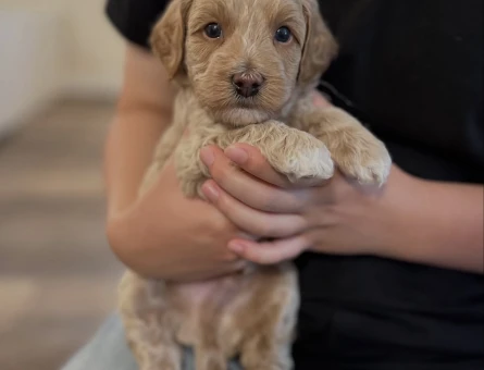 KORE KAN MALTİPOO BEBEKELER - 5335