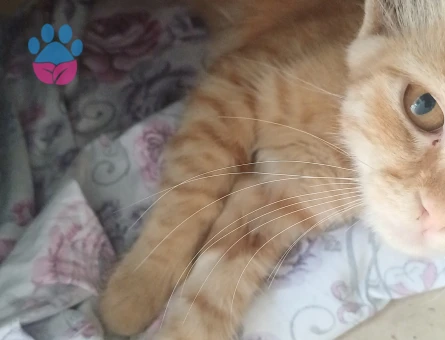 !!!Yavru Sarmanımıza Acil Yuva!!!
