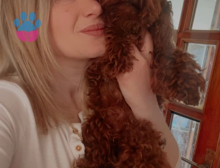 Toy poodle Bebeklerimiz