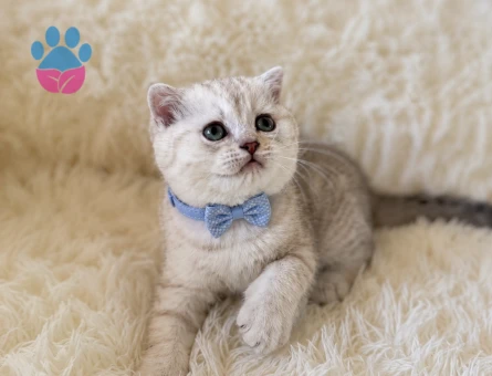 Scottish Fold Erkek Silver Renk Yavrumuz - 5350