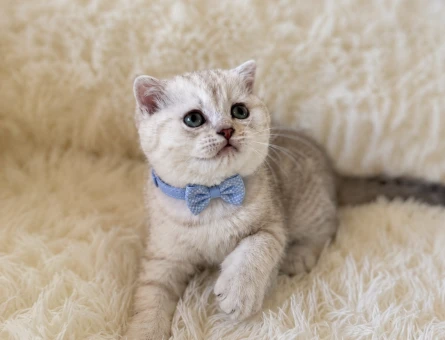 Scottish Fold Erkek Silver Renk Yavrumuz - 5350