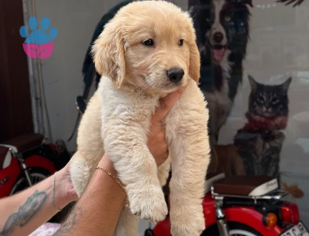 Golden Retriever 3 Aylık Yuva Arıyor - 5349