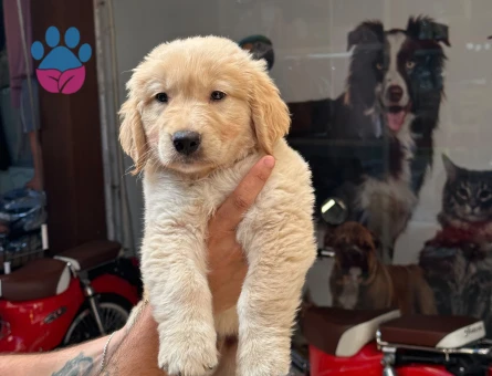 Golden Retriever 3 Aylık Yuva Arıyor