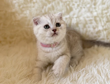 Scottish Fold Lynx Point Dişi Yavrumuz - 5352