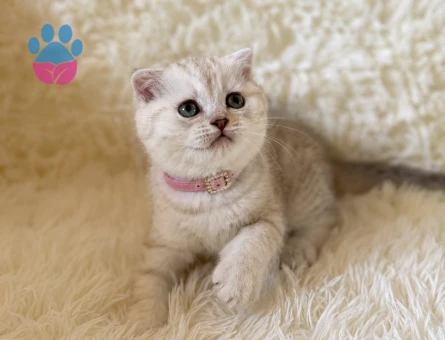 Scottish Fold Lynx Point Dişi Yavrumuz