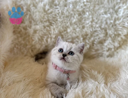 British Shorthair Lynx Point Dişi Bebeğimiz