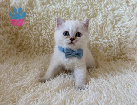 British Shorthair Blue Point Erkek Yavrumuz