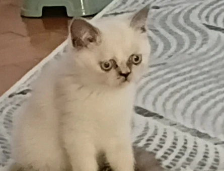 British Shorthair 2 Aylık Yuva Arıyor - 5355