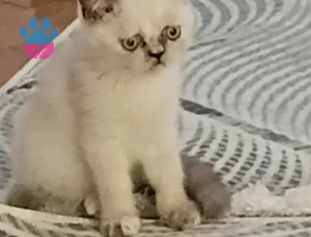 British Shorthair 2 Aylık Yuva Arıyor