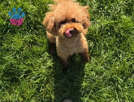 Toy Poodle 3 Yaşında Eş Arıyor Kızgınlıkta