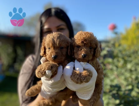 Red toy poodle yavrularım - 5360