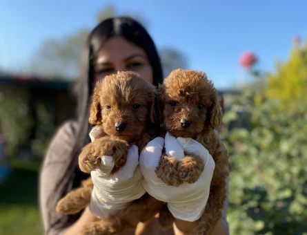 Red toy poodle yavrularım - 5360