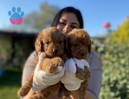 Red toy poodle yavrularım
