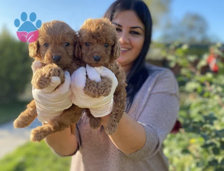 Red toy poodle yavrularım
