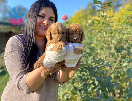 Red toy poodle yavrularım