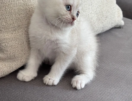 8 haftalık british shorthair dişi yavrumuz yuva arıyor - 5363