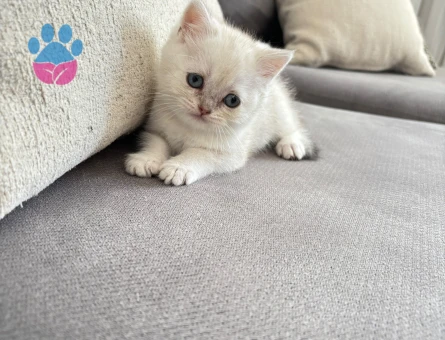 8 haftalık british shorthair dişi yavrumuz yuva arıyor