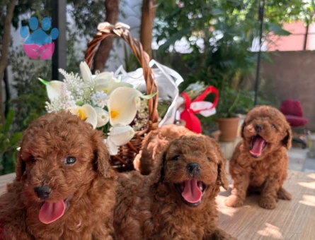 Toy Poodle yavruları